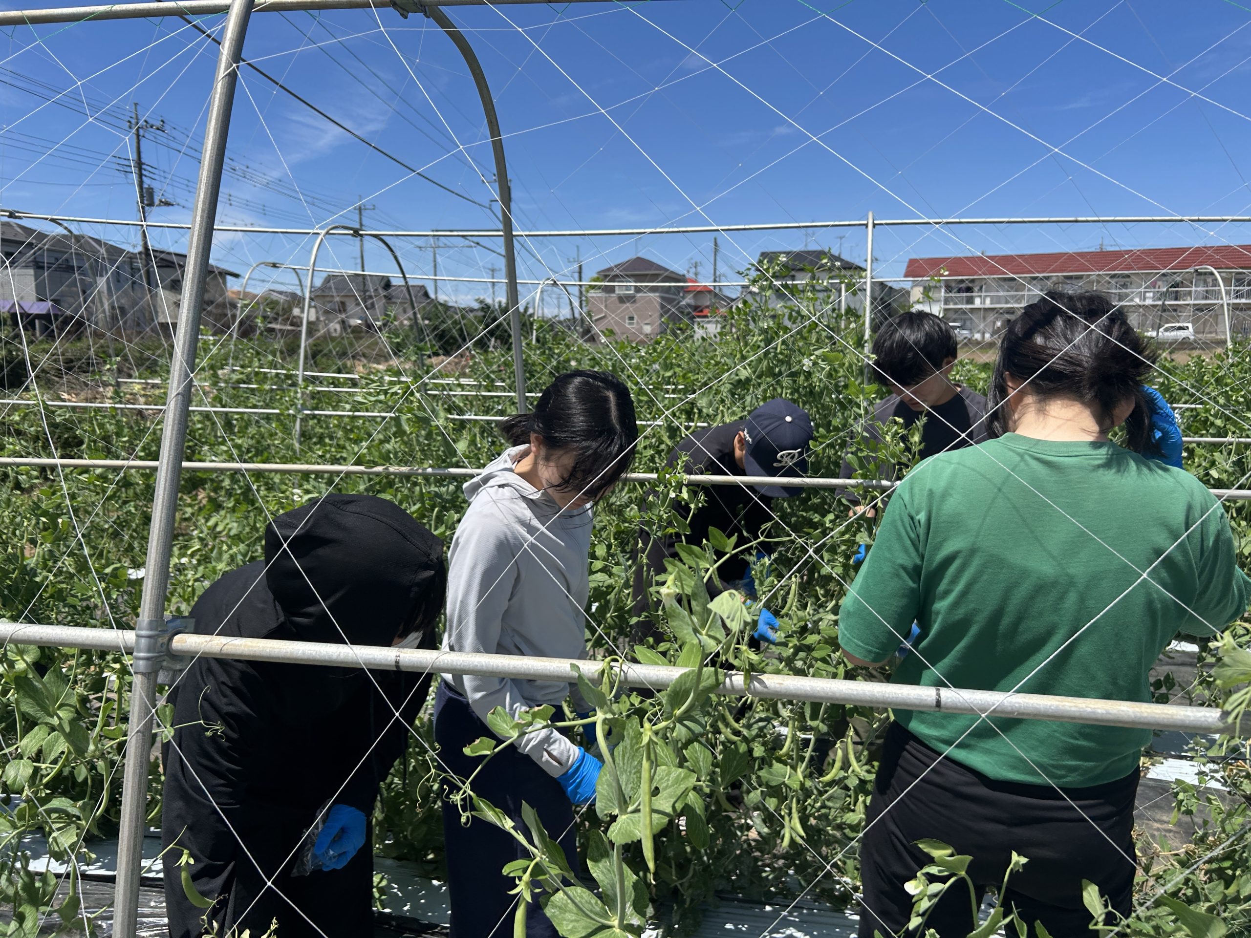 土曜講座特別編 農業のしごと×農業行政 | 八千代松陰学園